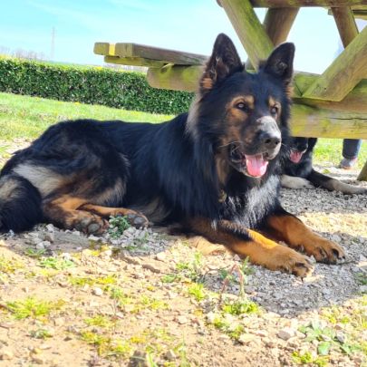 Future naissance altdeutsche schäferhund 24/8/2025 #5