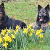 Future naissance altdeutsche schäferhund 24/8/2025 #2