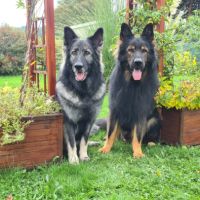 Future naissance altdeutsche schäferhund 24/8/2025 #3