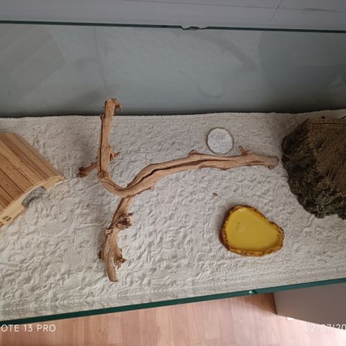 Gecko léopard + terrarium+ meuble + accessoires #2