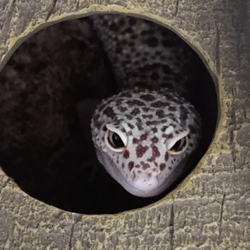 Gecko léopard + terrarium+ meuble + accessoires #0