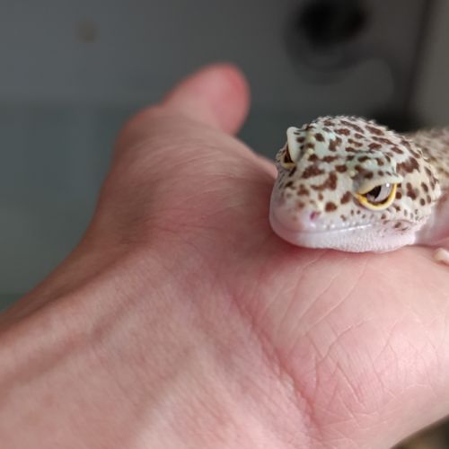 Gecko léopard + terrarium+ meuble + accessoires #8