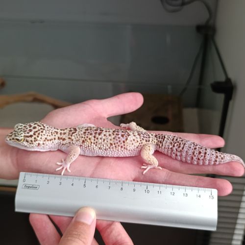 Gecko léopard + terrarium+ meuble + accessoires #9