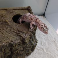 Gecko léopard + terrarium+ meuble + accessoires #7
