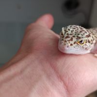 Gecko léopard + terrarium+ meuble + accessoires #8