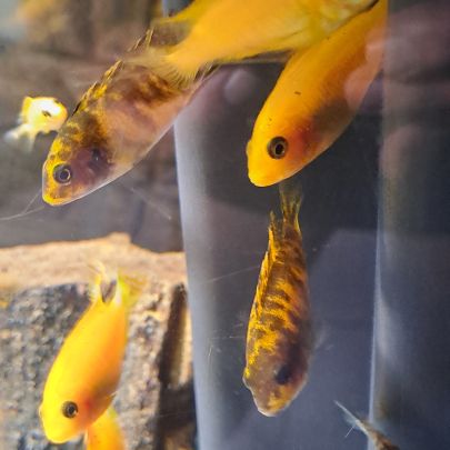 Cichlidés malawi #1