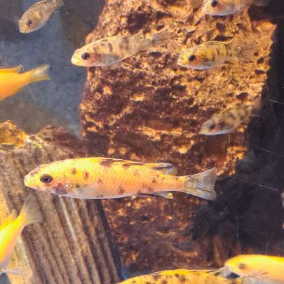 Cichlidés malawi #2