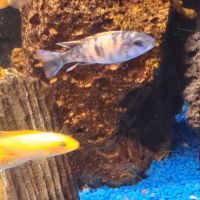 Cichlidés malawi #4