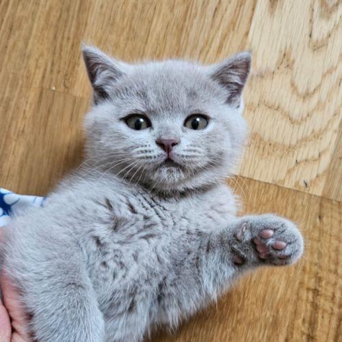 British  shorthair  lilas #1