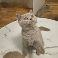 British  shorthair  lilas