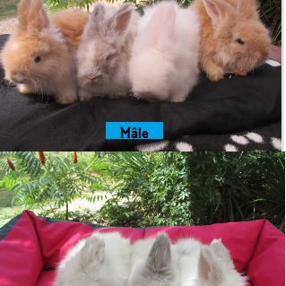 Bébé lapin angora anglais pure race et vacciné #2