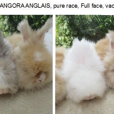 Bébé lapin angora anglais pure race et vacciné