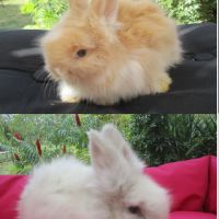 Bébé lapin angora anglais pure race et vacciné #1