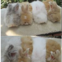 Bébé lapin angora anglais pure race et vacciné #3