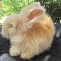 Bébé lapin angora anglais pure race et vacciné #4