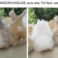 Bébé lapin angora anglais pure race et vacciné #0