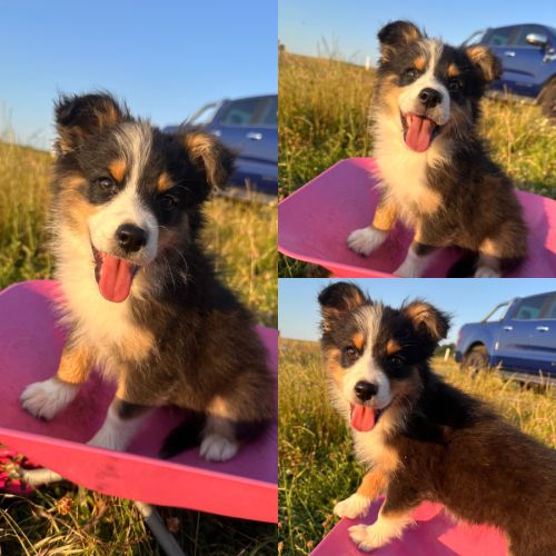 Berger australien lof #2