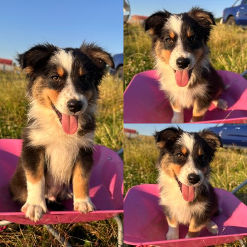 Berger australien lof #3