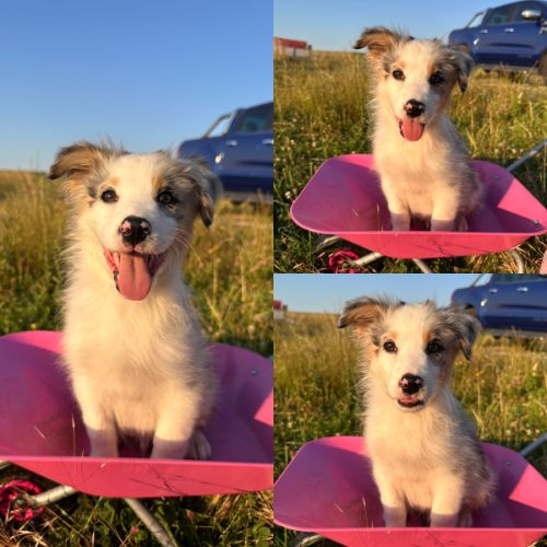 Berger australien lof #4