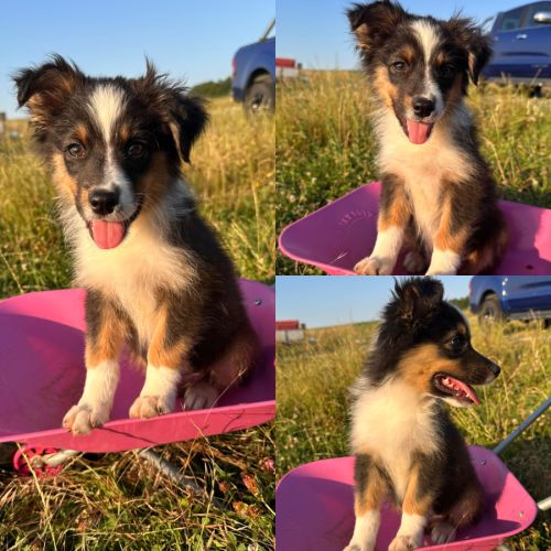 Berger australien lof #6