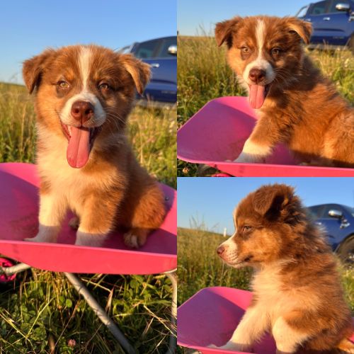 Berger australien lof #7