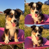 Berger australien lof #3