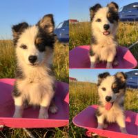 Berger australien lof #5