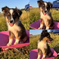 Berger australien lof #6