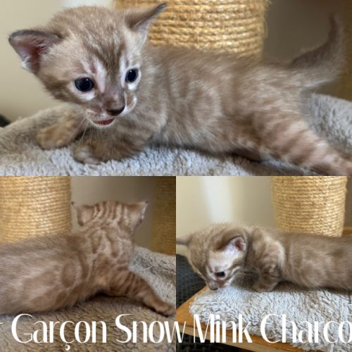 Chaton bengal snow loof #6
