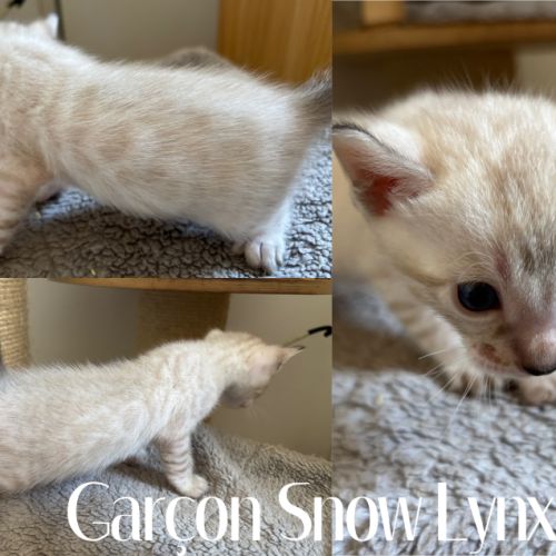 Chaton bengal snow loof #8