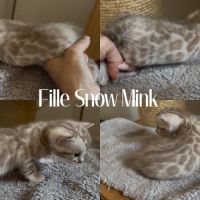 Chaton bengal snow loof #1