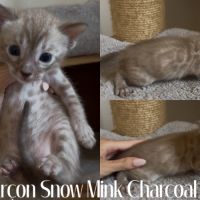 Chaton bengal snow loof #2