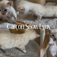 Chaton bengal snow loof #3