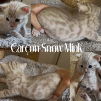 Chaton bengal snow loof #4