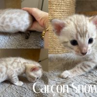 Chaton bengal snow loof #5