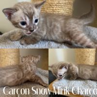 Chaton bengal snow loof #6
