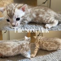 Chaton bengal snow loof #7