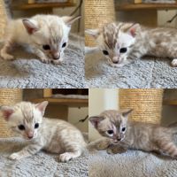 Chaton bengal snow loof