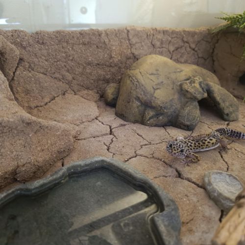 Gecko léopard a vendre #0