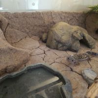 Gecko léopard a vendre