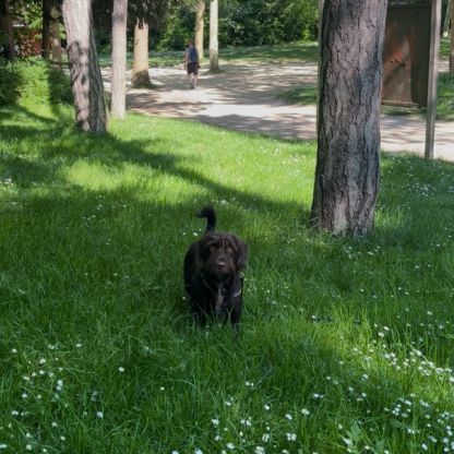 Adorable petite chienne de 2 ans - maria #2