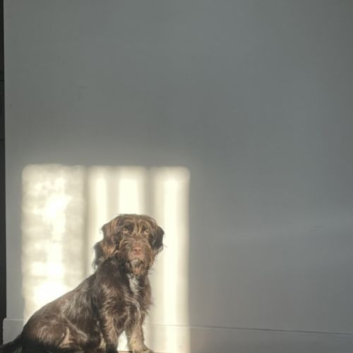 Adorable petite chienne de 2 ans - maria #3