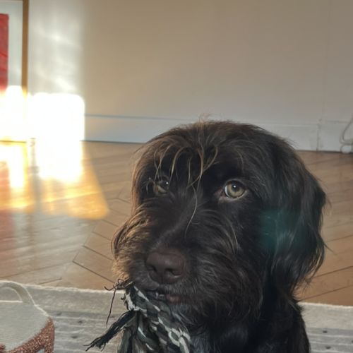 Adorable petite chienne de 2 ans - maria #8