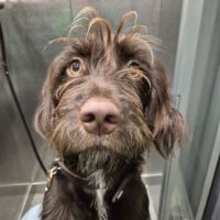 Adorable petite chienne de 2 ans - maria #1