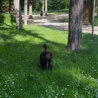 Adorable petite chienne de 2 ans - maria #2