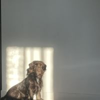 Adorable petite chienne de 2 ans - maria #3