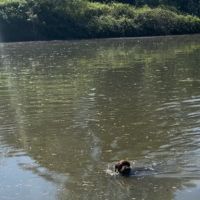 Adorable petite chienne de 2 ans - maria #6