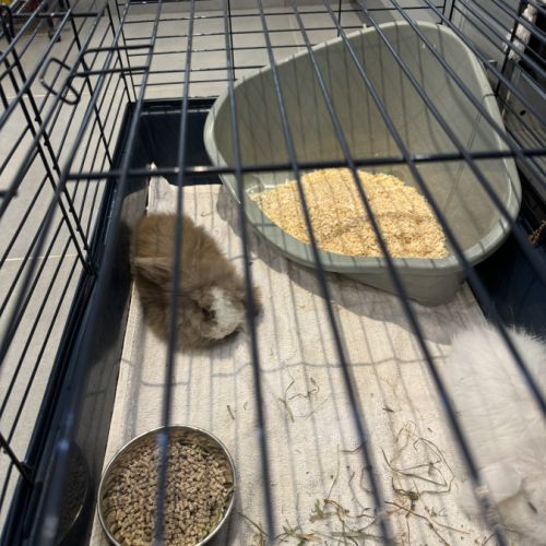 Femelle et mâle lapin nain belier angora #2