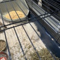 Femelle et mâle lapin nain belier angora #1