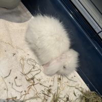 Femelle et mâle lapin nain belier angora #3